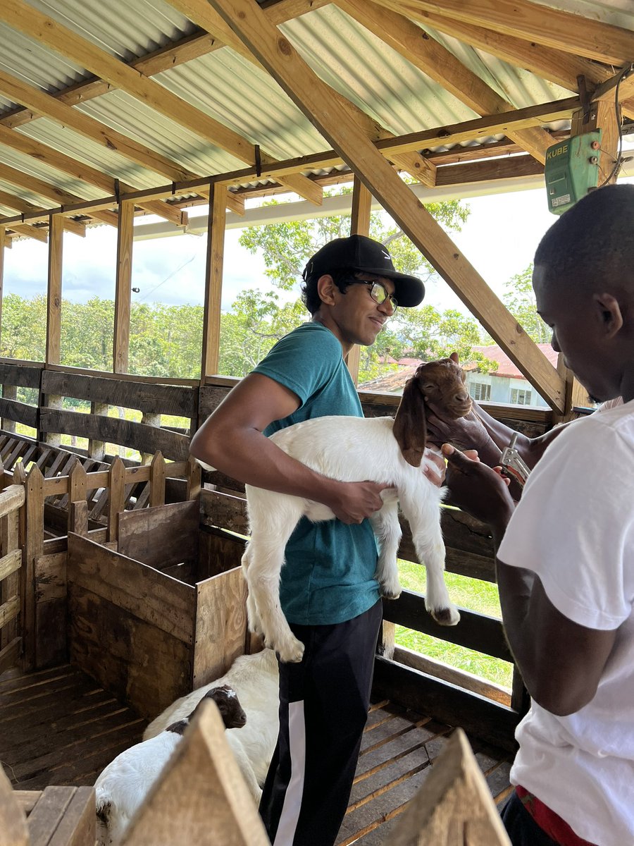 HBHSInteract's tweet photo. Bradley Interact Club working hard on a goat farm in rural Jamaica for spring break! https://t.co/J9mscxB4u4