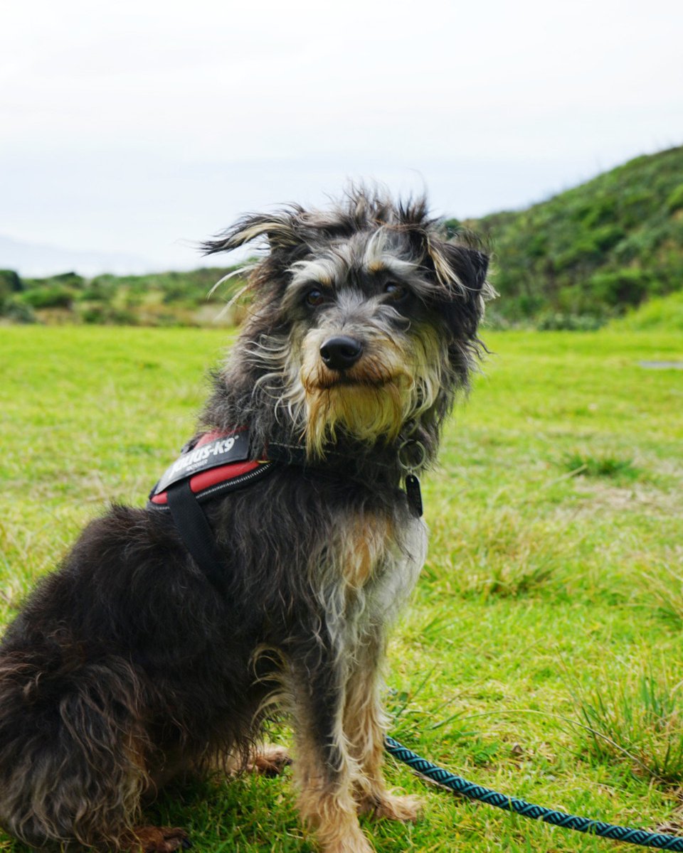 greaterwgtn's tweet photo. Bonnie is getting into the Easter spirit this #FridayFloof π°
If you are looking for something to do this long weekend, why don't you try exploring your region? Just like Bonnie did at Queen Elizabeth Park.
Find your Easter adventure here π https://t.co/kGboQajSVW https://t.co/aWRXedaEse