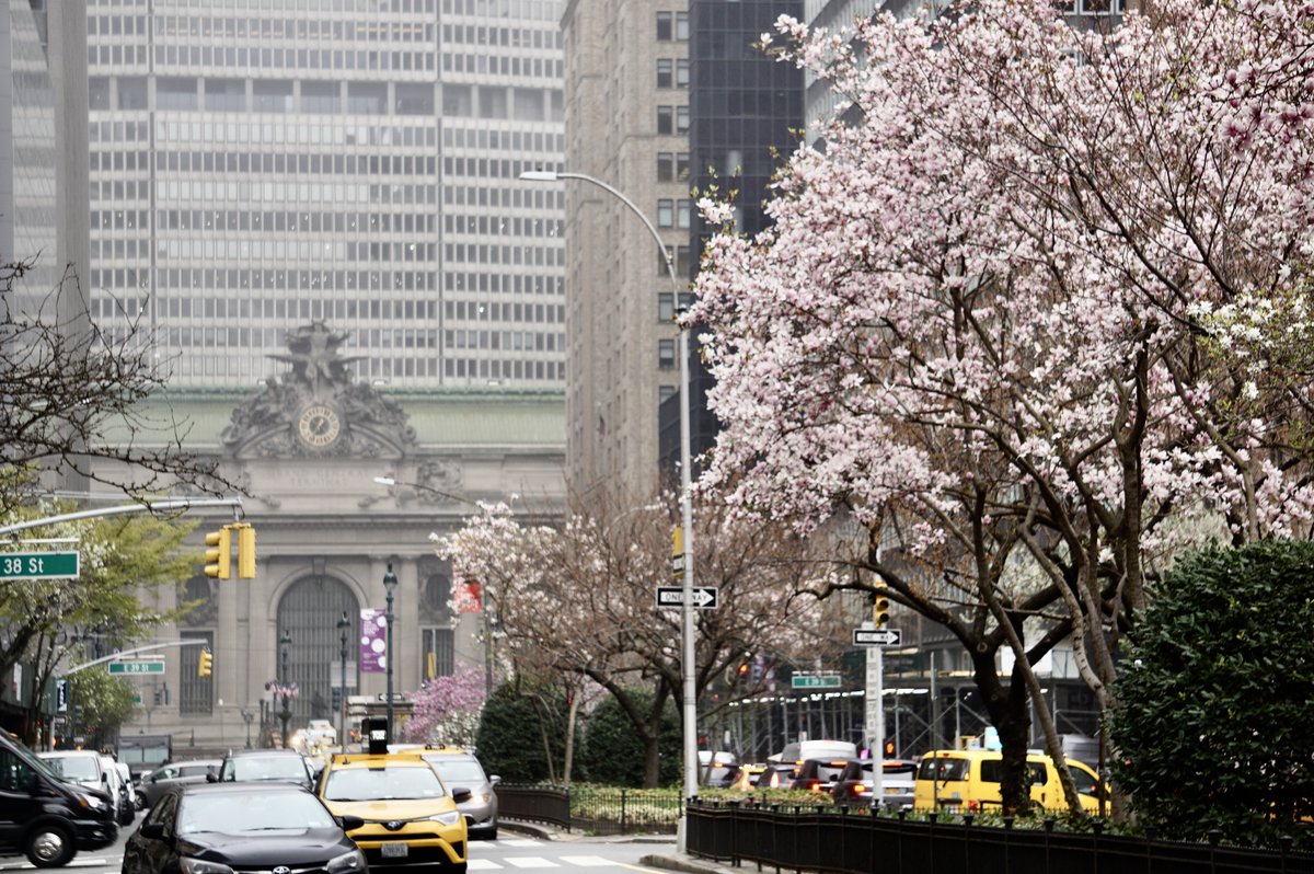 The perfect vision of a commuter's paradise 🚉🌸
