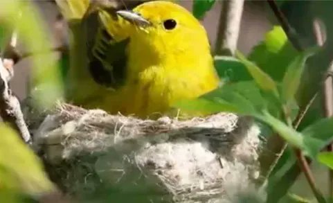 Landscaping for the Birds Presentation on April 8th! Hosted by Resilient Roots, Mark Faherty from <a href="/MassAudubon/">Mass Audubon</a> will be giving a talk on how we can #landscape our yard to encourage #birds! Learn more about Resilient Roots &amp; register for the event: buff.ly/3GlwEqU