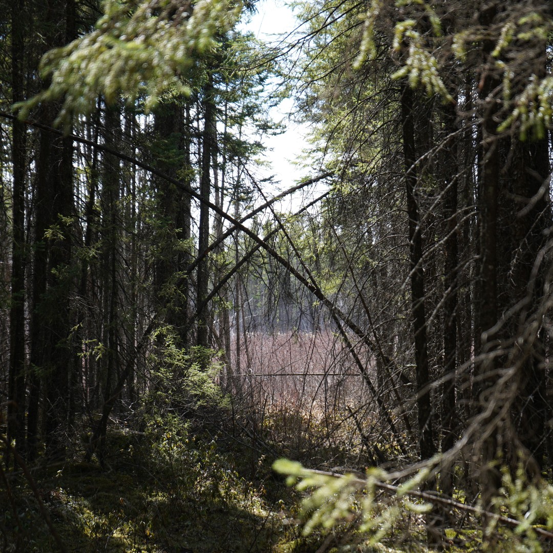 TheMLOA's tweet photo. Only a few weeks left before our excellent outfitters will be open for bear season! If you're coming to Manitoba to hunt this year, we hope you're ready for the experience of a lifetime!

#mloa #huntfishmb https://t.co/rqCb0OVzFJ