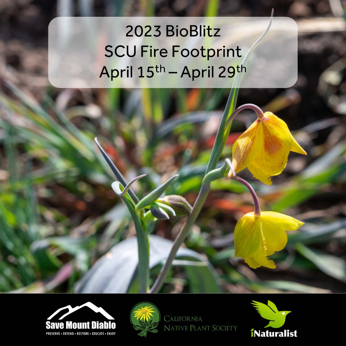 SaveMountDiablo's tweet photo. Join us on April 15th to 29th for our yearly two-week BioBlitz in the SCU lightning complex.
No special skills are necessary to join our BioBlitz, and nature lovers of all ages are welcome!
https://t.co/LgpYfWeV2L
#DiabloRange #CitizenScience #BayArea https://t.co/J2rXV1CGCl