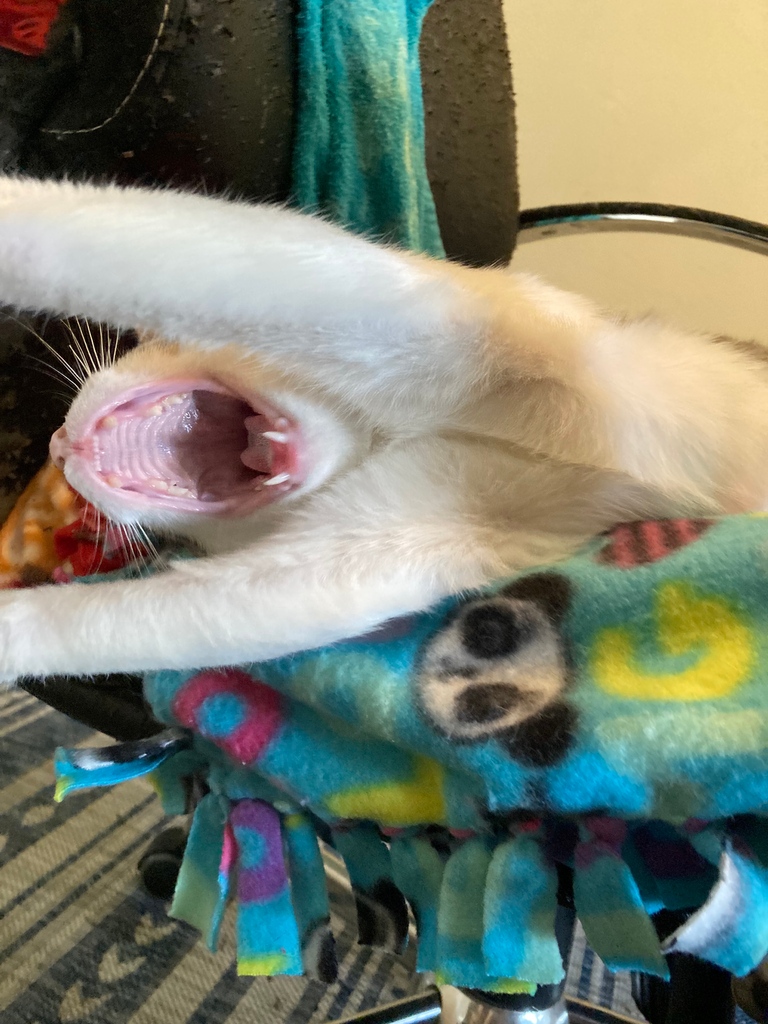 Odin Update! Odin is STILL waiting for his FURever home! He has gotten used to life outside the cone, and is waiting patiently in foster. Fill out an application to adopt him today. 

#towncats adoptdontshop #odin