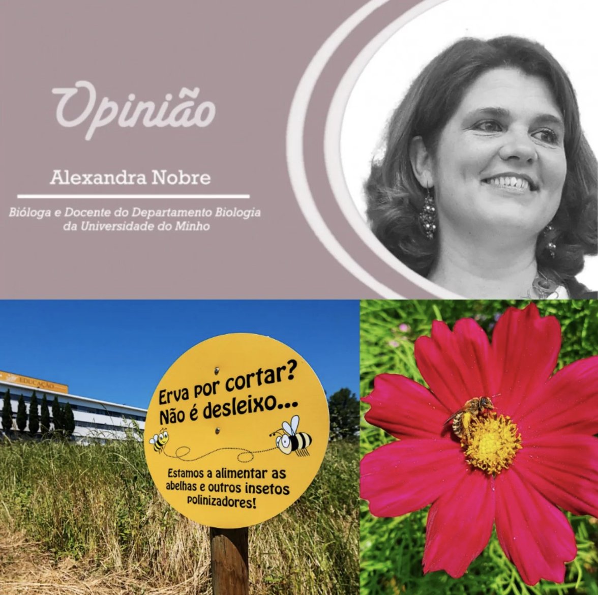 anobre1's tweet photo. Não é desleixo. Estamos a alimentar as #abelhas e outros #polinizadores 
Minha crónica hoje (6/4) no Correio do Minho. 
https://t.co/jem9UphBVY
#sustentabilidade #scicomm #media #literaciacientifica #ciencia #alimentação #alimentos #hortas #agricultura https://t.co/wdZNZKHVde