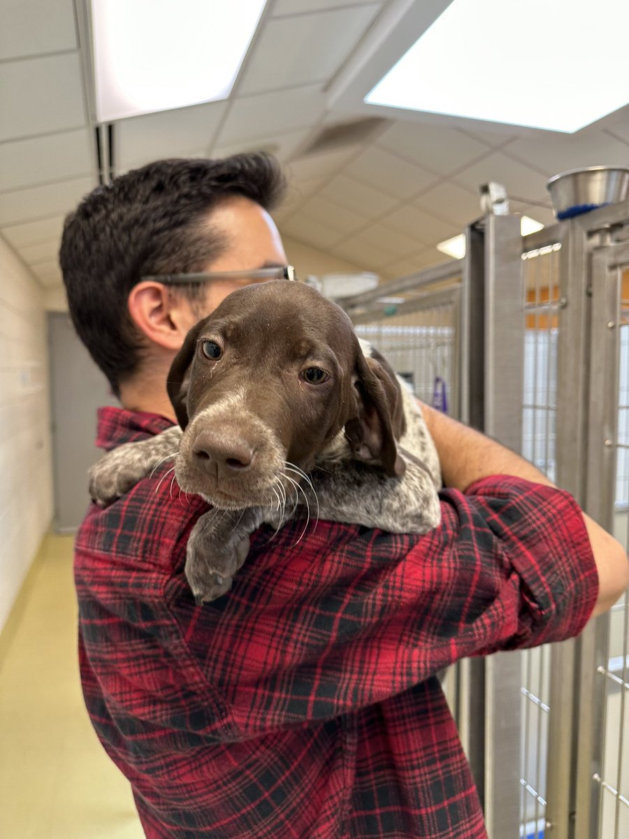 kshumanesociety's tweet photo. Y’ALL BETTER RUN BECAUSE YOU HAVE A SECOND CHANCE AT ONE OF OUR GERMAN SHORTHAIRED POINTER PUPPY ❤️ This is Hutch, he’s a pup, he’s freaking adorable, and he won’t last long 👀 #adoptdontshop #AdoptICT

Hutch: https://t.co/ZQNcXMkljN https://t.co/zjgSMFpLed