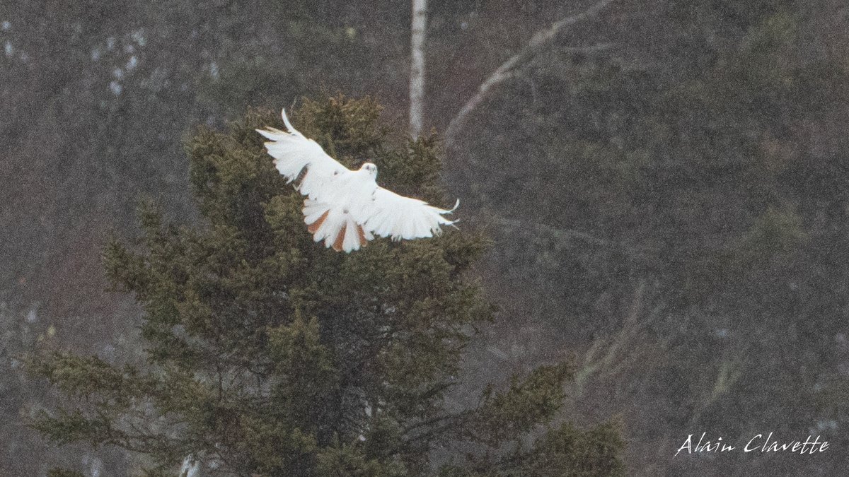 This week my #radio #birding column is broadcasted today 4:20 @ShiftNB @CBCradio (since tomorow is a holiday) Talking about Saturday's sighting of this marvelous #Leucistic adult mâle Red-tailed #Hawk in #Memramcook #NewBrunswick last Saturday. Gorgeous #bird #BirdsOfTwitter