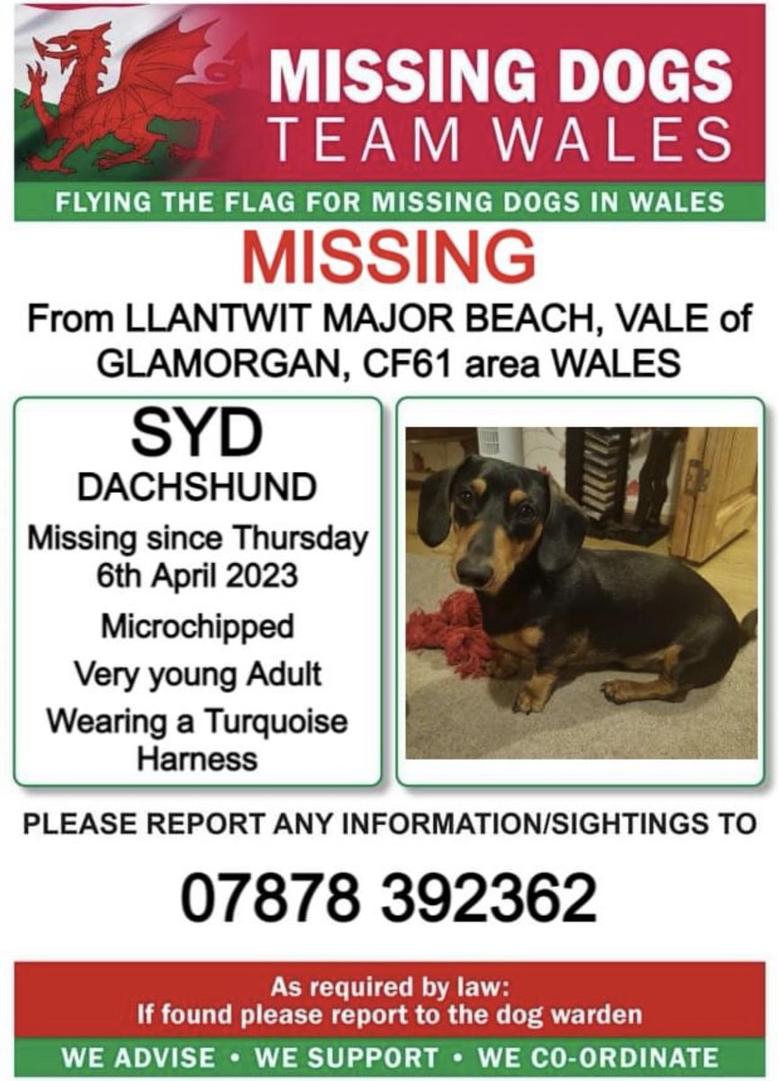 missingdogwales's tweet photo. ❗️SYD #Dachshund MISSING FROM #LLANTWITMAJOR BEACH, VALE of GLAMORGAN, #CF61 area #WALES❗️
❗️SINCE THUESDAY 6th APRIL 2023.
❗️PLE️ASE LOOK OUT FOR SYD AND CALL NUMBER WITH ANY SIGHTING/INFORMATION ❗️ https://t.co/1w6GqSt68S