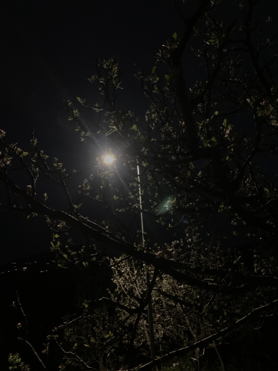 A flowered Apple tree at night. 🌳 
#Applefarming #HimachalPradesh #AppleFarms #Kotkhai #AppleTree