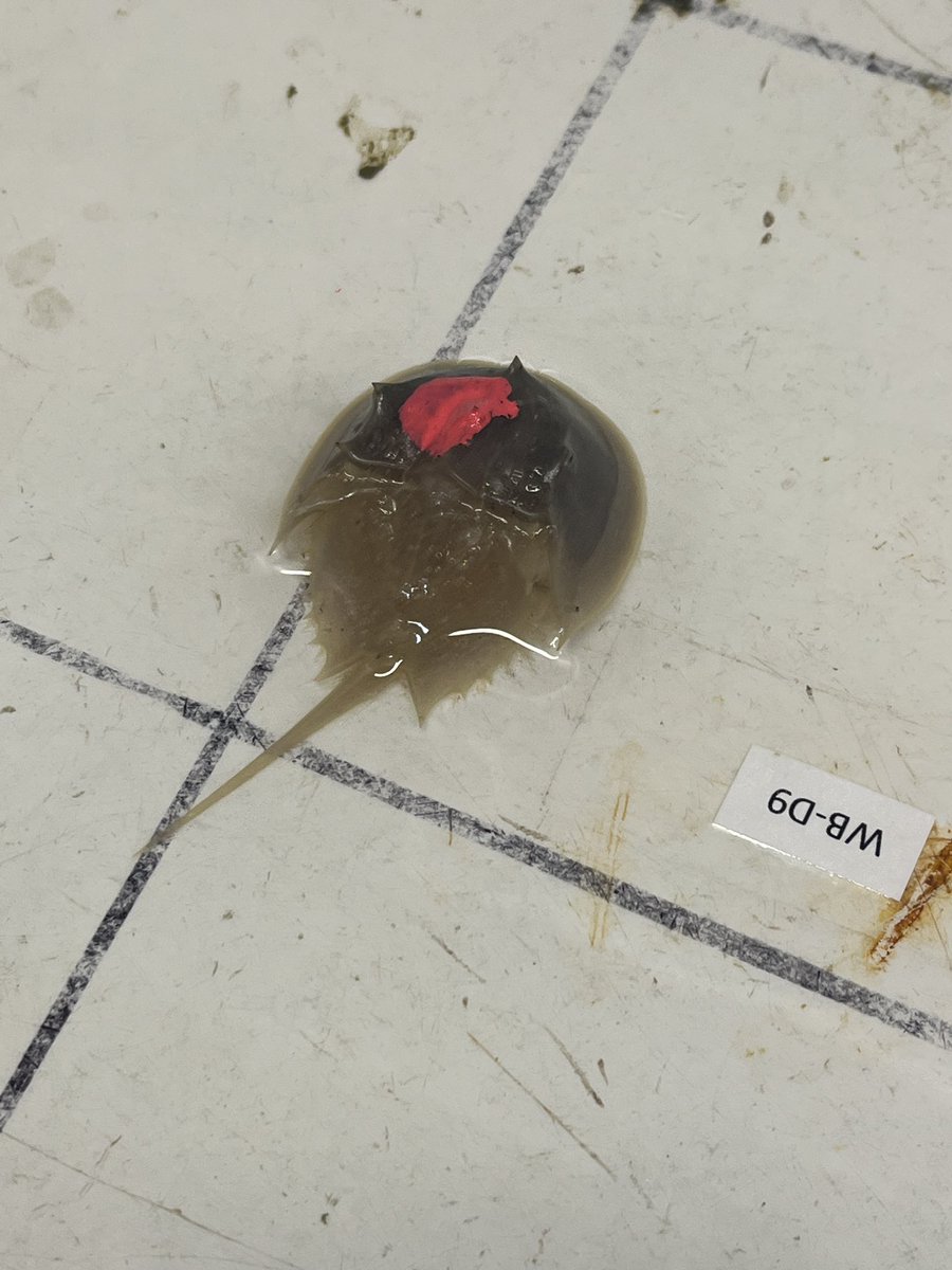 <a href="/SophiaFPalmieri/">Sophia Palmieri</a> and <a href="/Noellesallowed/">Noelle Keister</a> presented their research at the <a href="/UNC_EMES/">UNC Dept of Earth, Marine & Environmental Sciences</a> PerkinElmer Symposium. Very proud of what they’ve done and thankful for their help applying landscape ecology to intertidal sandflats and nurseries. One even took home top prize!