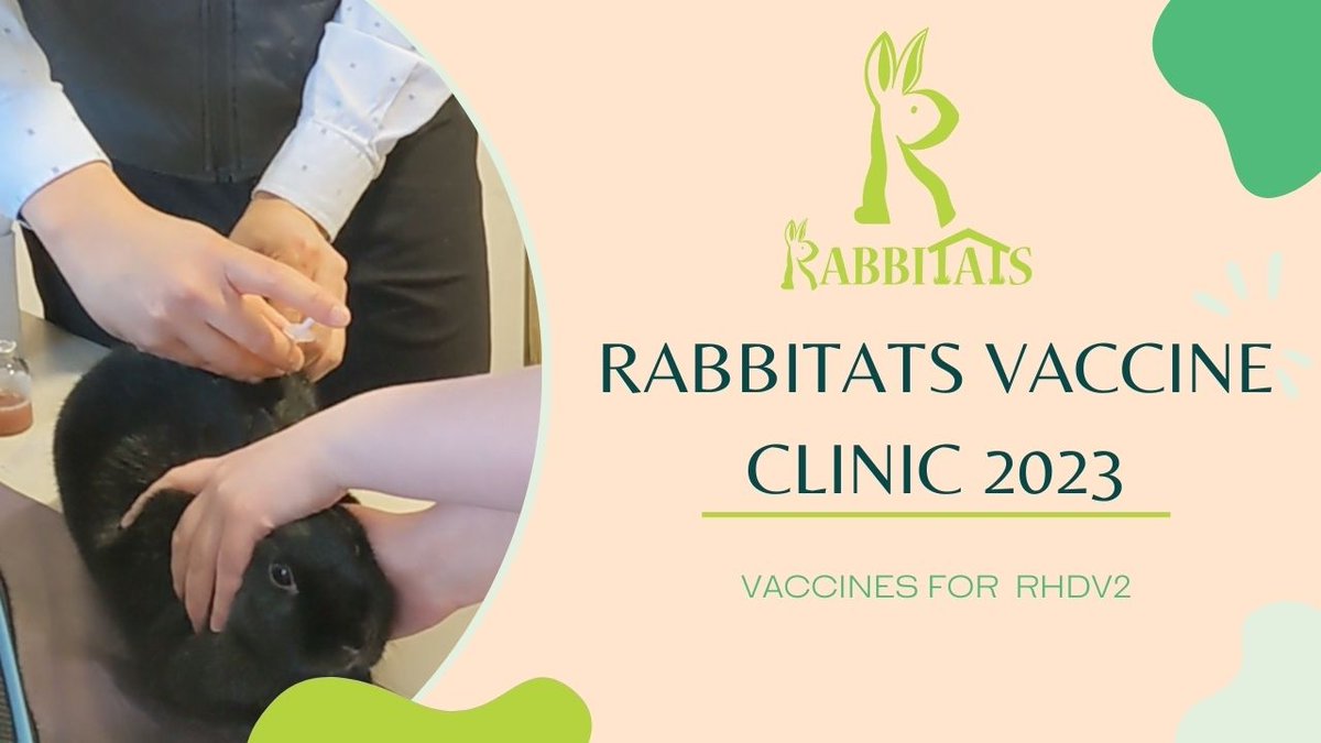 Our latest vaccine clinic video is up on our YouTube channel. Check it out, and be sure to subscribe for more bun-related content.
youtu.be/99CDWdxgr78

#rabbitats #RHDV2 #Vaccination #Adoptdontshop