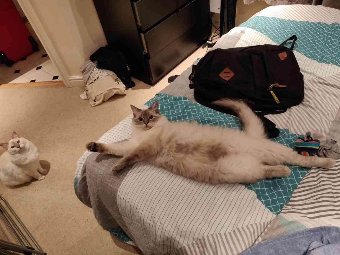 Michelangelo's "The Creation of Cat"