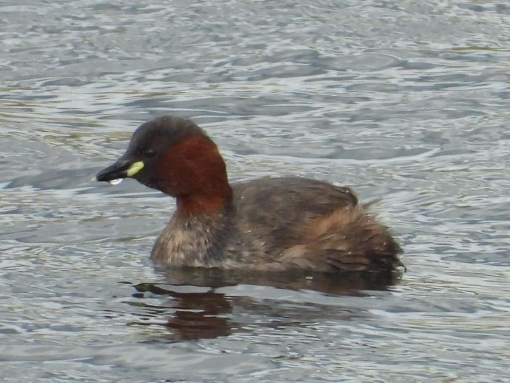 Mightychub's tweet photo. Very much #usualsuspects today with @DerwentBirder #WyverlaneNR inland #Springbirding #Alwayshoping for something different. @Willowglass12 @DanielCMartin1 https://t.co/EMaD6t7Bpo