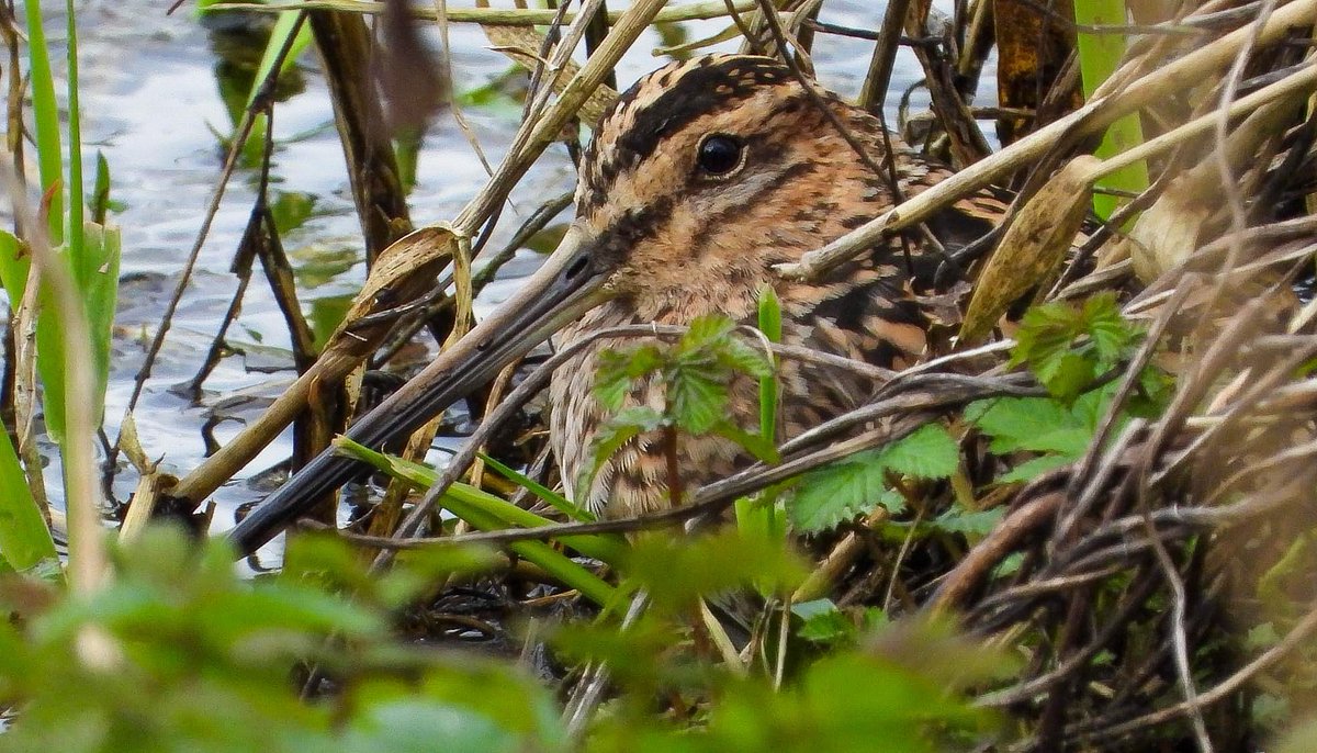 Mightychub's tweet photo. Very much #usualsuspects today with @DerwentBirder #WyverlaneNR inland #Springbirding #Alwayshoping for something different. @Willowglass12 @DanielCMartin1 https://t.co/EMaD6t7Bpo