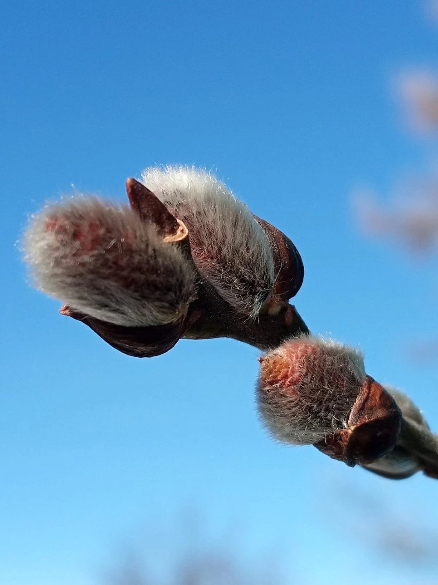 Irina Sokolova (@irina76706901) on Twitter photo 