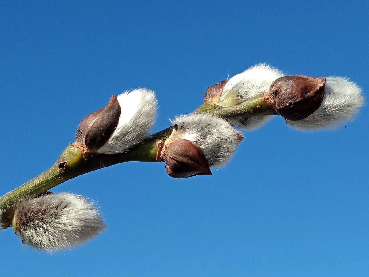 Irina Sokolova (@irina76706901) on Twitter photo 