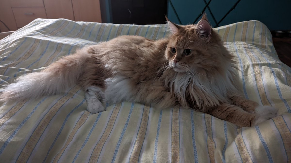Teusz32812's tweet photo. #ori #katze #mainecoon #catchill https://t.co/HZKV87WNf4