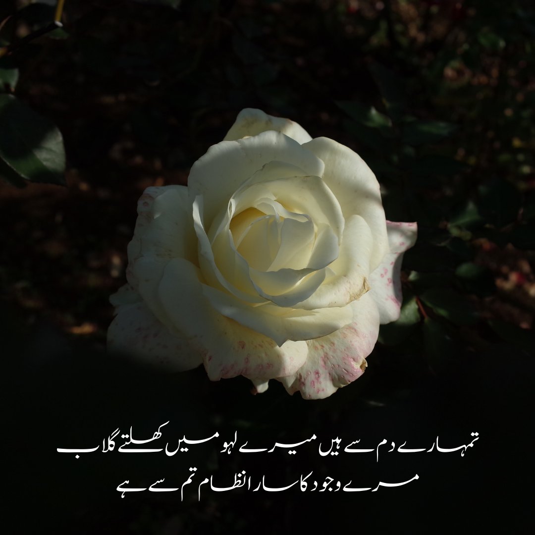 The rose is a recurring motif in Urdu, Persian, and Arabic poetry. A