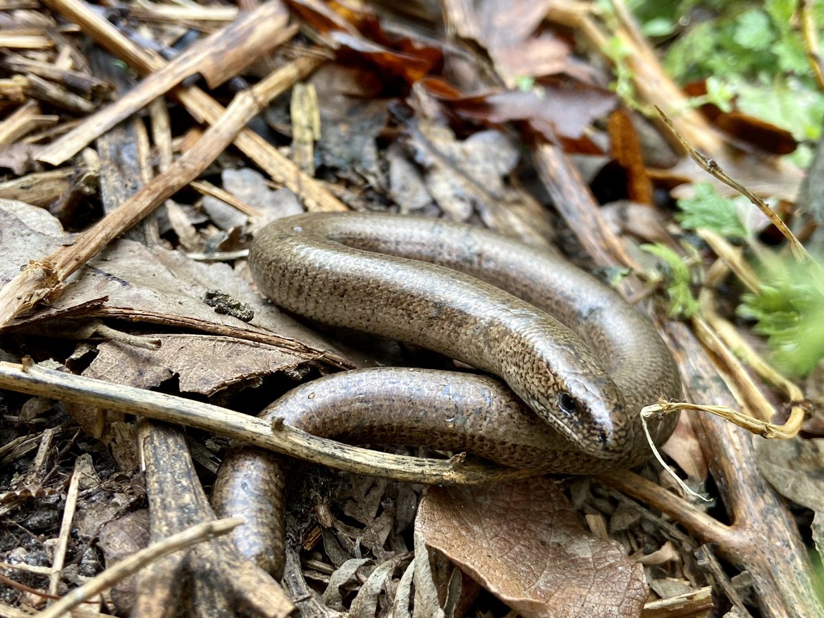 What a beauty - first slow worm of the year, seen the other day at work. 

#NatureBeauty #WildlifePhotograph