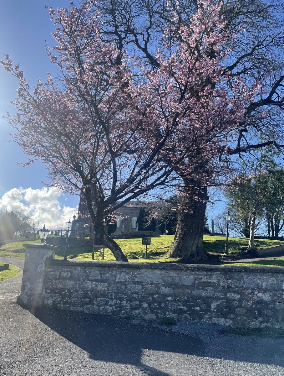 The beautiful cherry blossom at Colebrooke church this afternoon. #maundyThursday