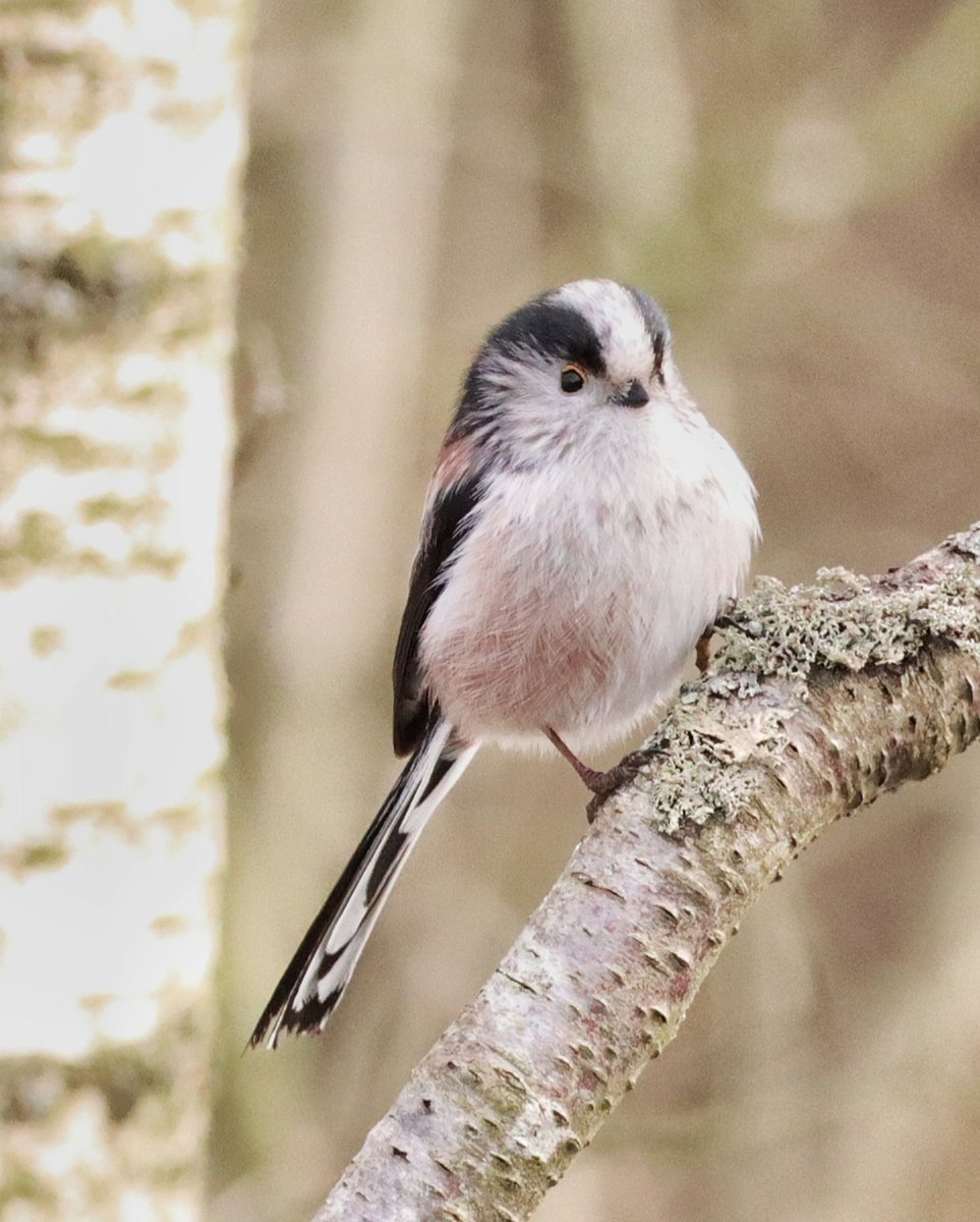 I can't think of many more wee birds that match the Long Tailed Tit for cuteness! #birdphotography #scottishborders #twitternaturecommunity #longtailedtits