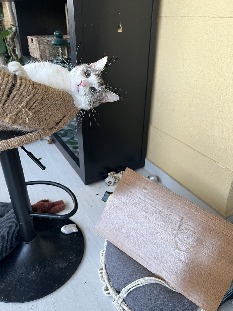 I left the house for 30min &amp; came back to this! I guess you can have nice things or cats, never both at the same time! 😹 #CatsofTwitter