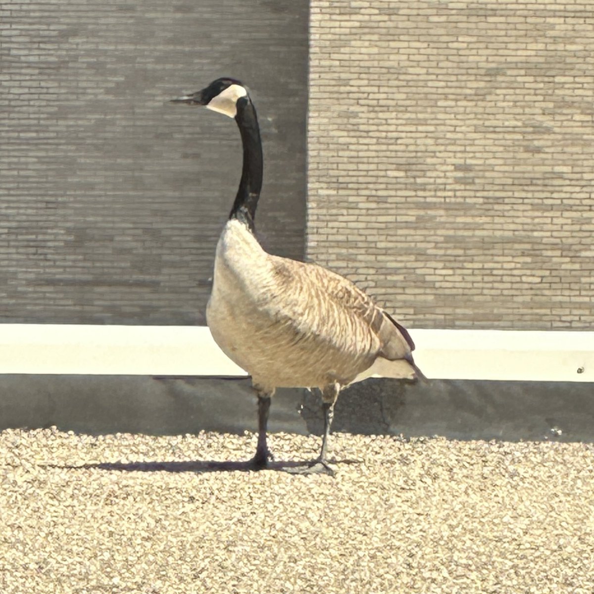 mikesuszek's tweet photo. Roof goose https://t.co/SDQtk7KLLz