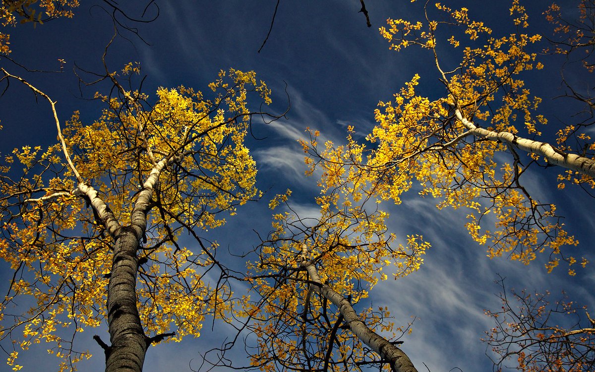 lwpetersenphoto's tweet photo. Autumn morning in Fairbanks, Alaska - The sunlight hit the aspen leaves perfectly. I love the contrast with the deep blue sky!
Prints and Wall Art: https://t.co/HZGGKiQiyh
#photography #alaska #fairbanks #photosofpost #postphotos #fall #autumn https://t.co/olj3GVFleL
