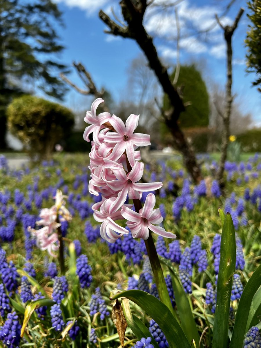 haboosha02's tweet photo. في قلب كل شتاء ربيع نابض.. ووراء كل ليل فجر باسم
#happy_spring https://t.co/FSVfZVU1xa