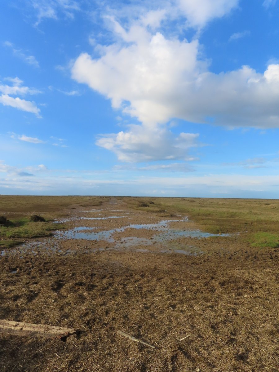 After a devastating scan result yesterday, I'm back in my beloved Stiffkey in Norfolk! I'm here for a long weekend which should be awesome! Tonight I'm watching the @Lionesses play in the #Finalissima. Tomorrow I have an alpaca trek booked! #MakingMemories