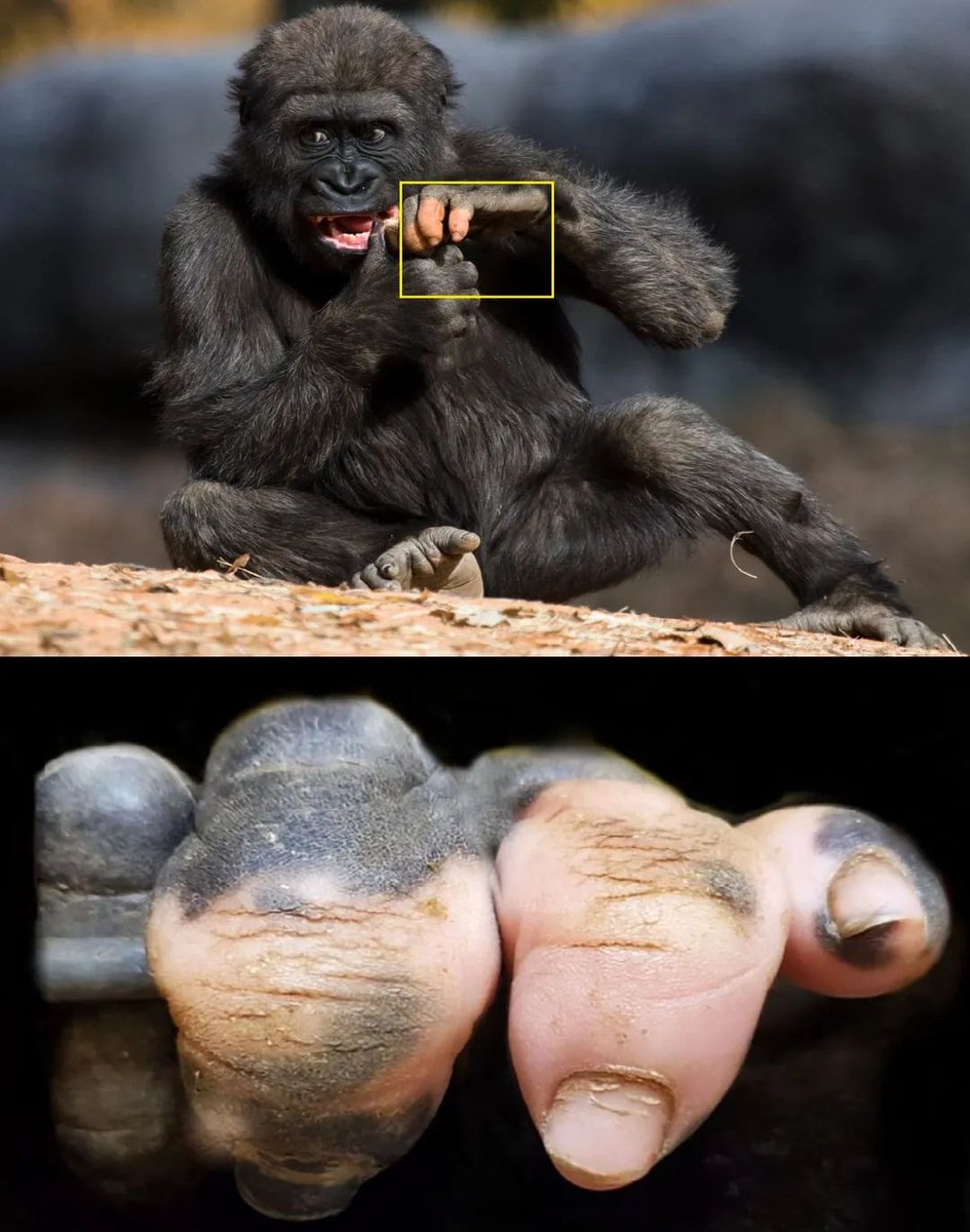 InformaCosmos's tweet photo. Gorila con manos despigmentadas. 😯

En el zoológico de Atlanta vive Anaka, una gorila con un parche rosado en su mano. Esto le asemeja a una mano humana, pues evolutivamente descendemos de primates similares.

Sorprendentemente, los gorilas también poseen huellas dactilares individualizadas, útiles para su identificación. Además, carecen de garras, pero tienen uñas para diversas funciones.

El zoológico destaca la singularidad de Anaka no solo en su piel, sino también en su personalidad. Fuerte carácter, familiar y generosa la definen.