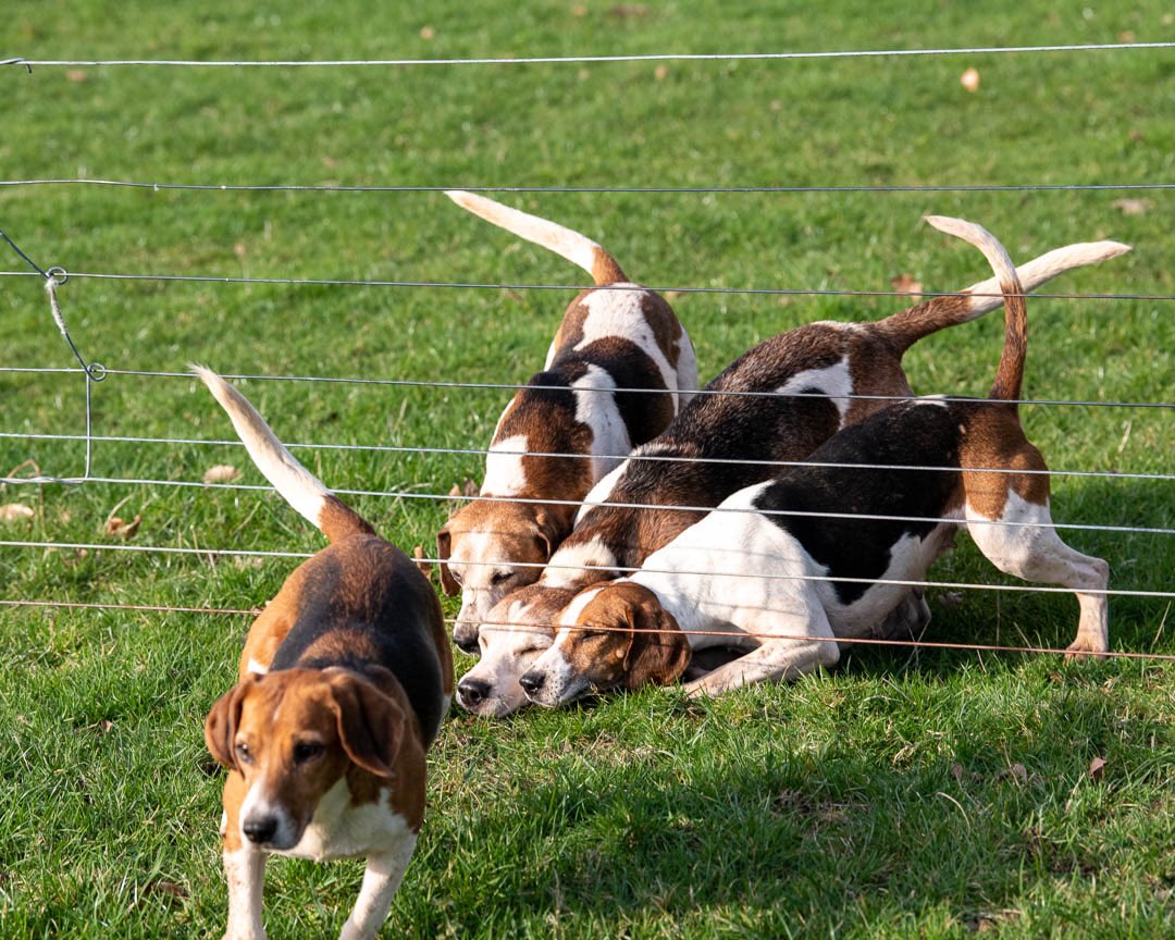 #beagle #beaglelife #beagling #followhounds #houndsports