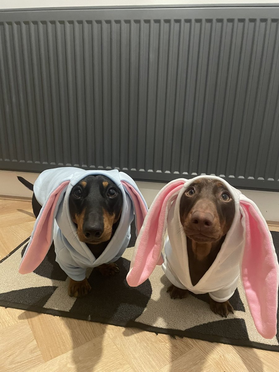 amybuckleyOT's tweet photo. Happy Easter from Arlo and Bruno🤣 crazy dog lady? That is me🥰 https://t.co/sFZwE3c6N5