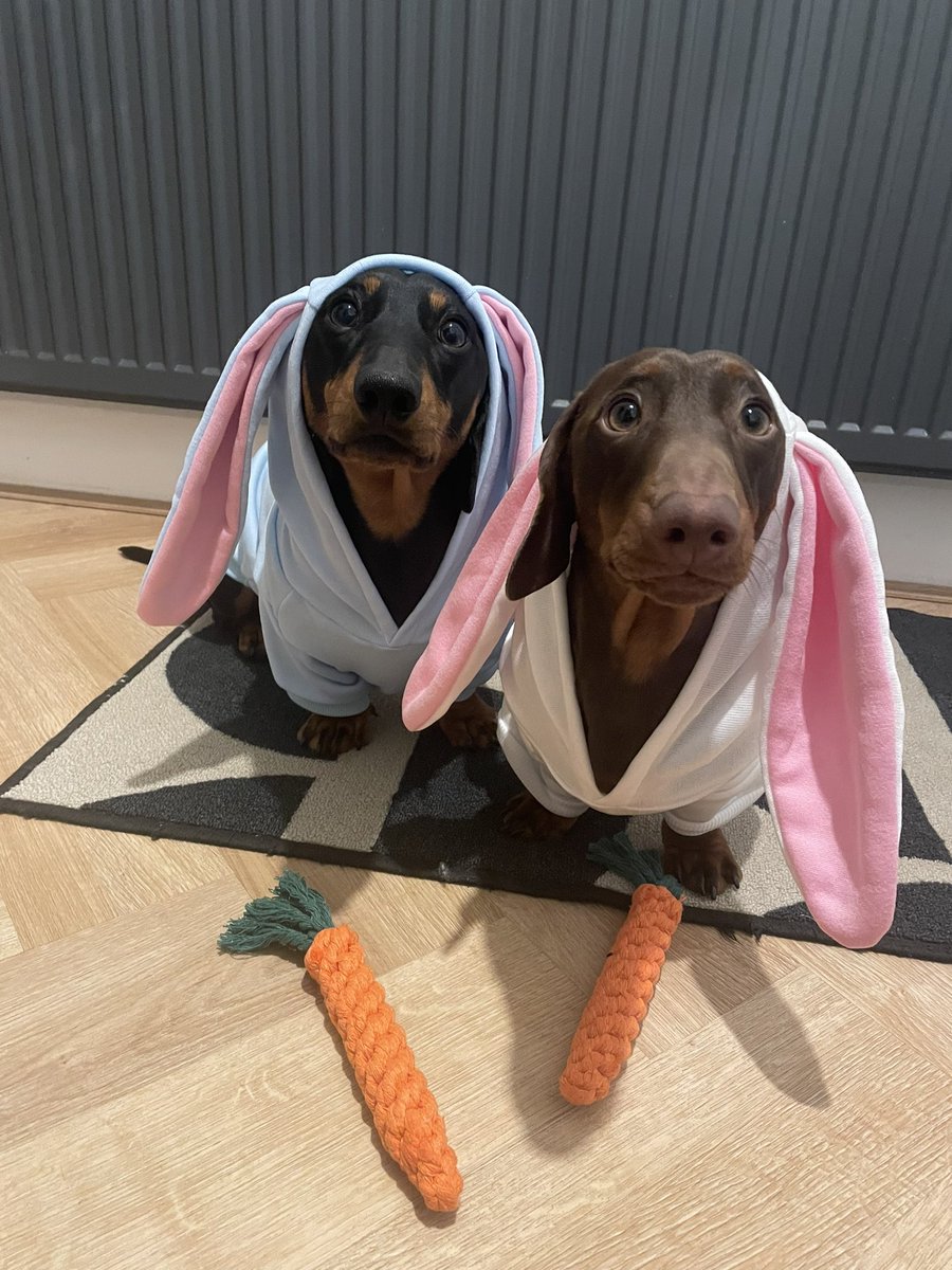 amybuckleyOT's tweet photo. Happy Easter from Arlo and Bruno🤣 crazy dog lady? That is me🥰 https://t.co/sFZwE3c6N5