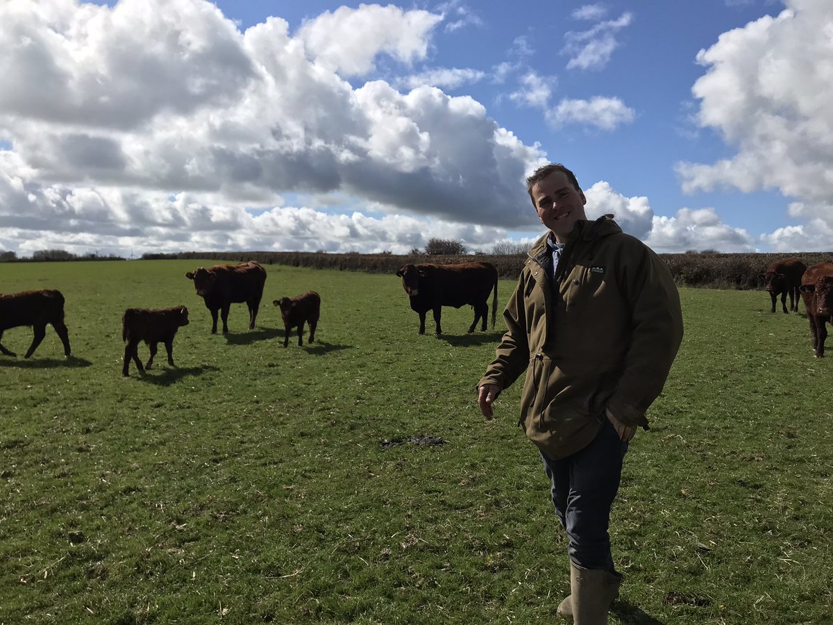 Knowestone ruby red Devon beef progeny! Rich Stanbury and I were interviewed for Radio 4 Farming today - should be famous at some point next week 😂 Great afternoon on the farm, lambs and calves everywhere! Spring is springing!