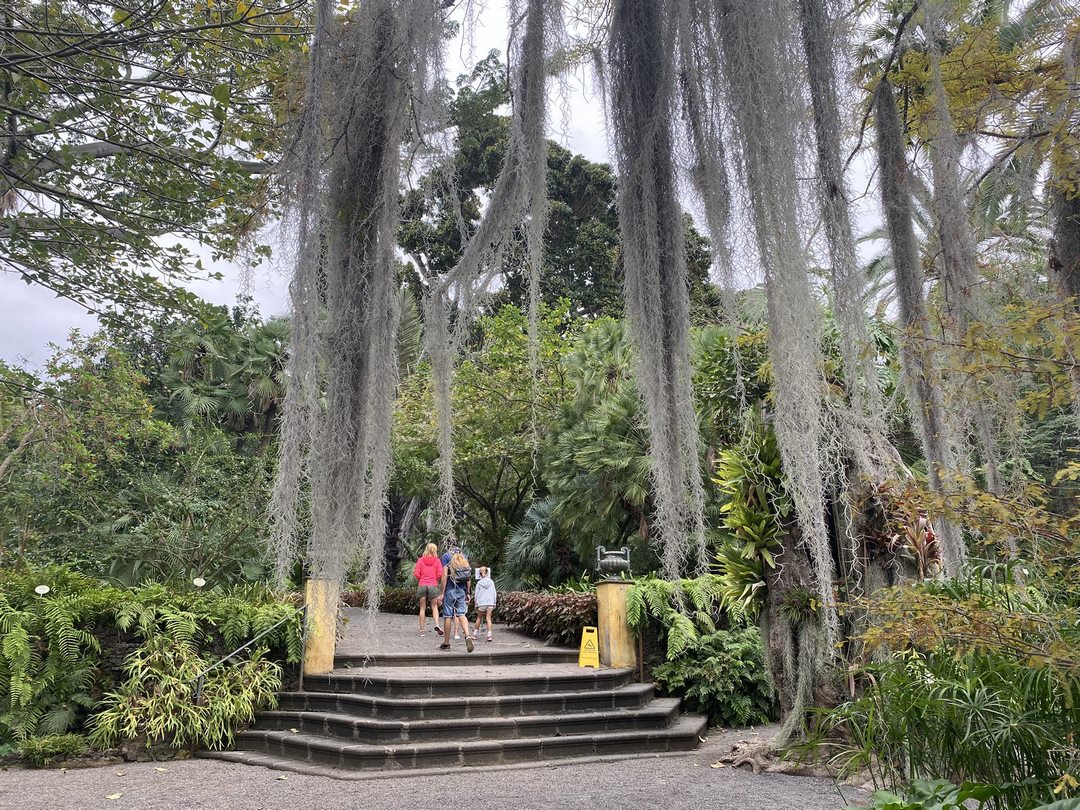 FenixCanarias's tweet photo. Carlos III (1759-1788) llevó a cabo reformas para la modernización de la agricultura, dando origen al intento de aclimatación de especies exóticas al clima europeo, pasando antes por Canarias.
HISTORIA del Jardín de Aclimatación de La Orotava (Hoy Botánico de Puerto de la Cruz)👇 https://t.co/M1IxkyiejJ