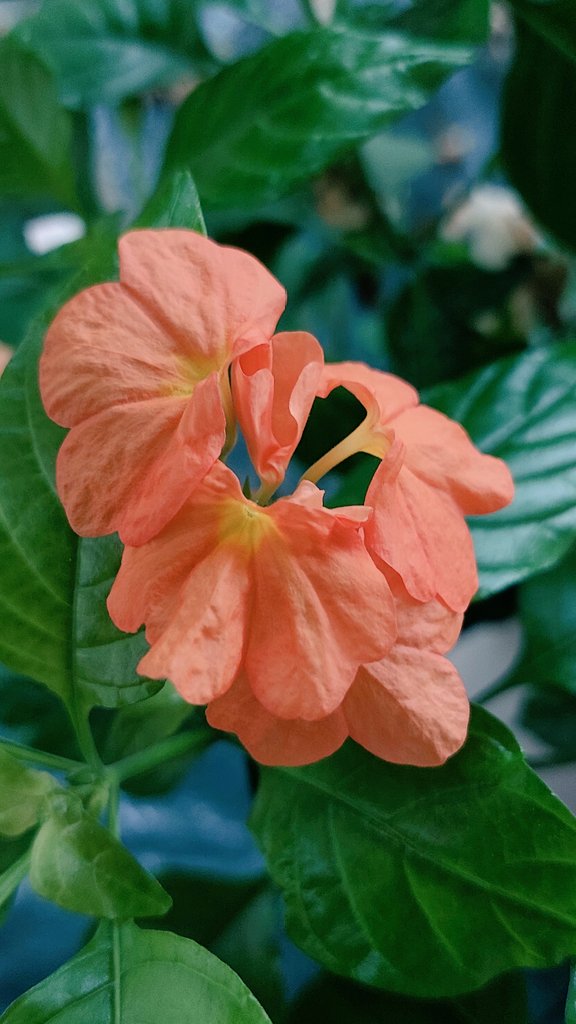 nilaakaalam's tweet photo. #கனகாம்பரம் #Crossandra #Firecrackerflower #Flowers #Orange #Tropical #Indoor #Gardening https://t.co/8gn0O4Y3Bo
