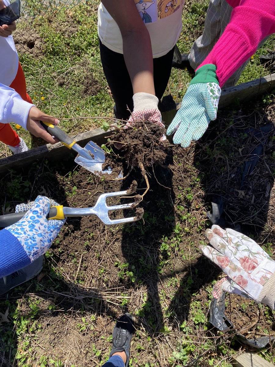 Mrs. Rieken’s science class is working hard to prepare our spring garden! 🥕🧅🌱
#scholarsfirst
#cpsbest