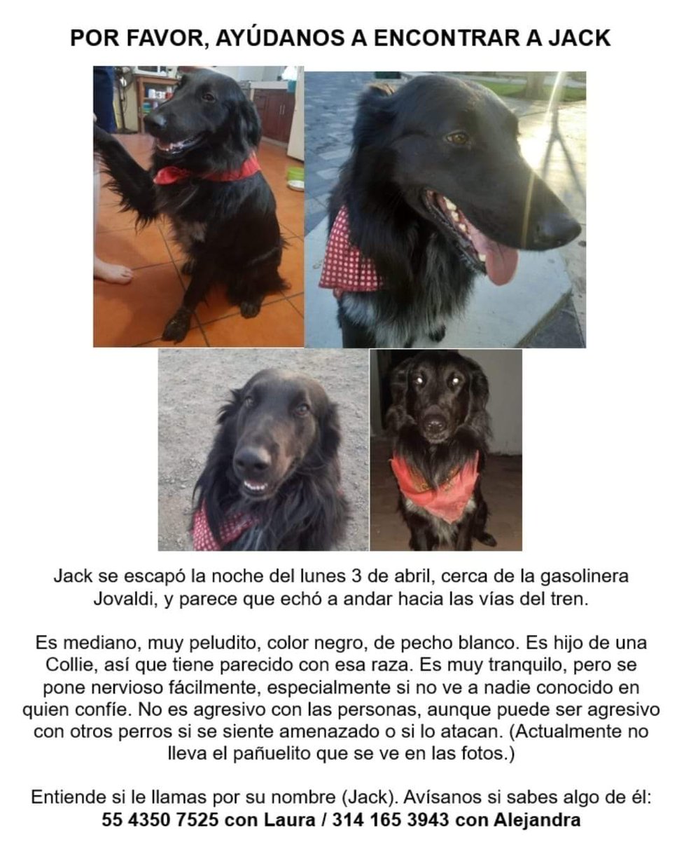 #Colima #Jack #AyúdameAVolverACasa #PerritosPerdidos #Comparte