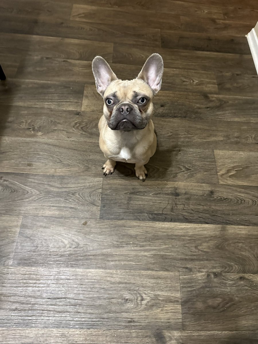 StashhhRBB's tweet photo. Leroy  10 months looking 😱🔥🔥 OPEN FOR STUDD DM FOR DETAILS 😎😎 LETS SHRINK UP YOUR CAMP he Carries coco dd ay/at https://t.co/N2su2Q118I