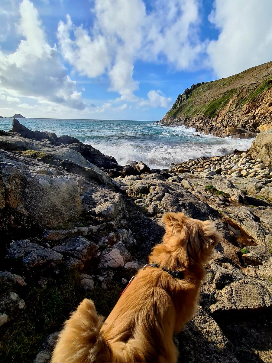gnome_alice's tweet photo. Went down #CotValley to #Penanwell this afternoon. Here's Willow watching the incoming tide.
#Lannust
#Kernow
#RescueDog
#RescueDogs https://t.co/KUChva7eyO