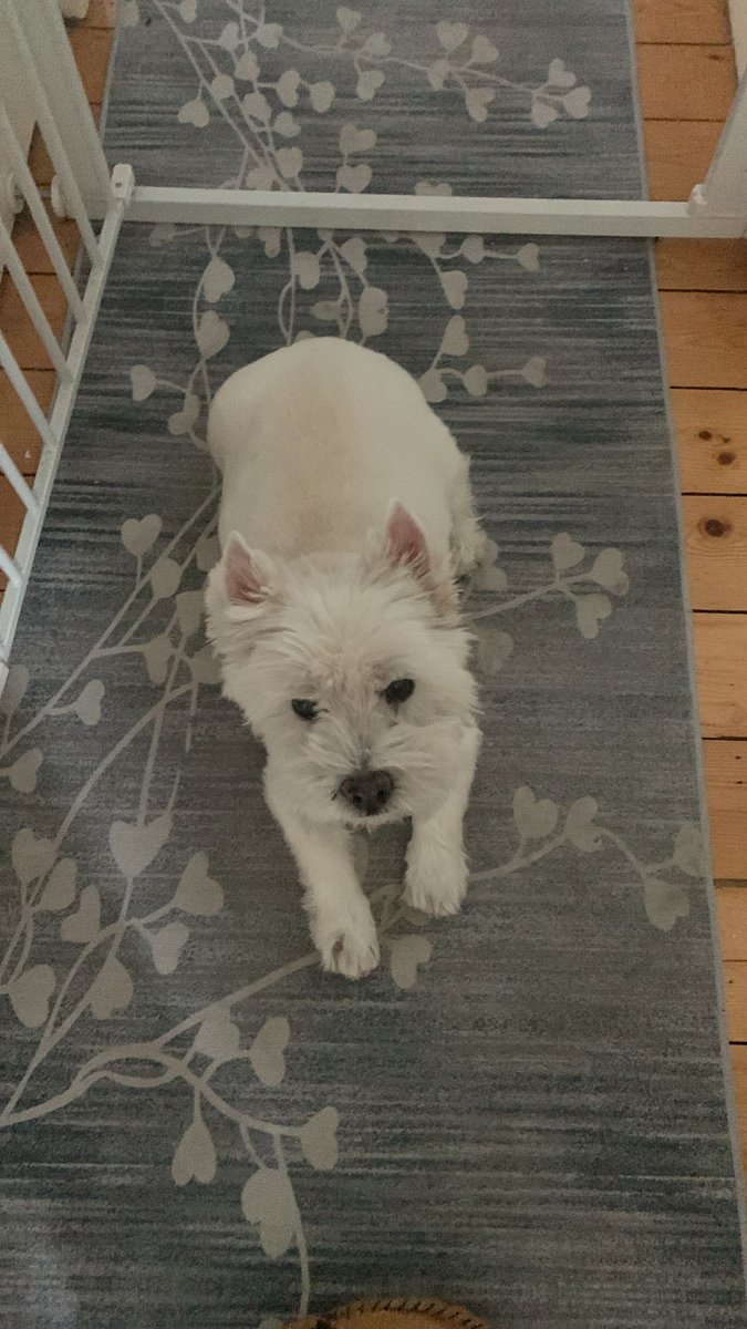 Gary the Gooner tweet media