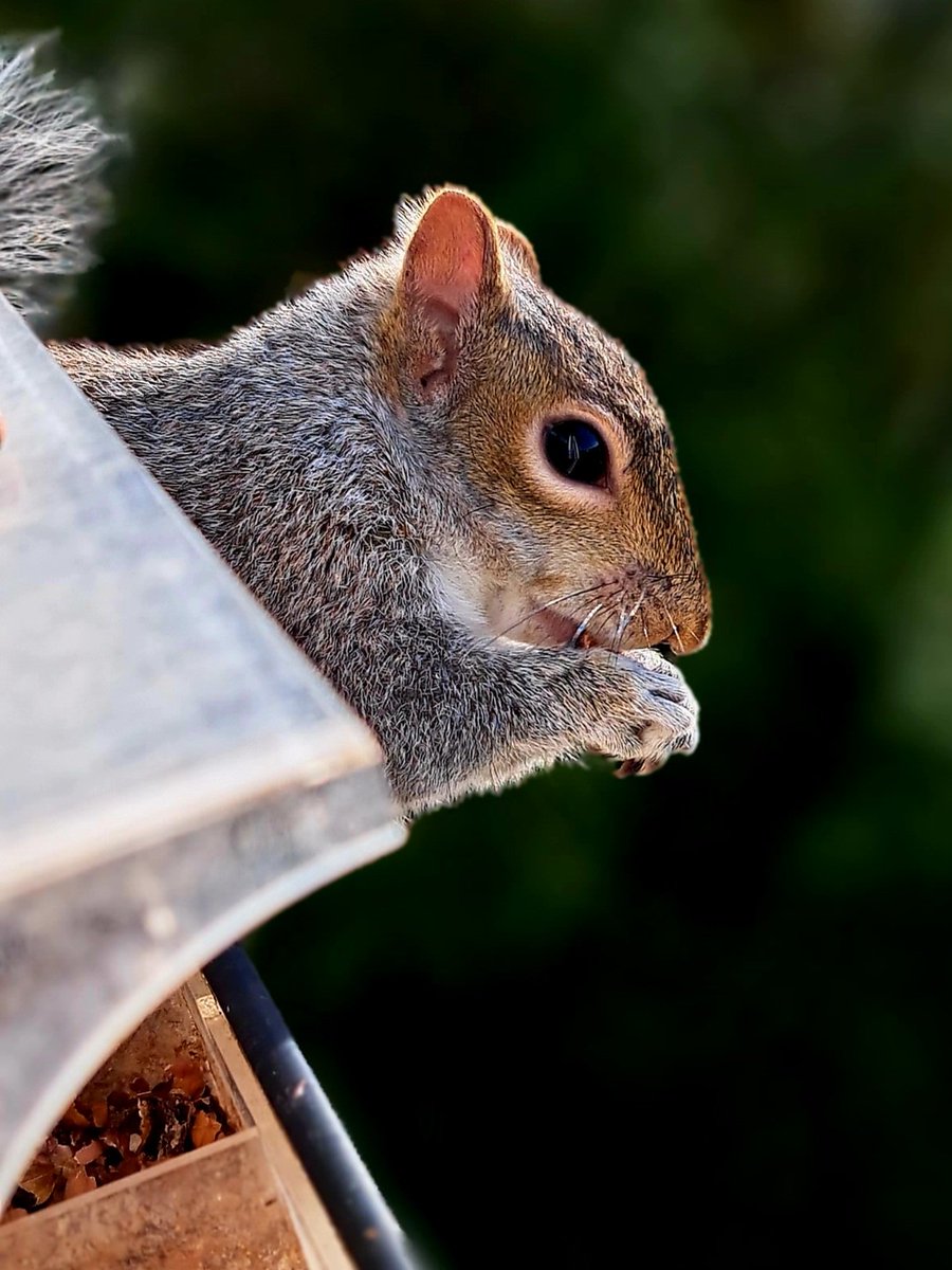 tugela1's tweet photo. This is MY window on the world!!!!

This little chap comes every morning, jumps into the bird feeder on the 2nd floor, and eats the peanuts xx https://t.co/FguXgGM4nn