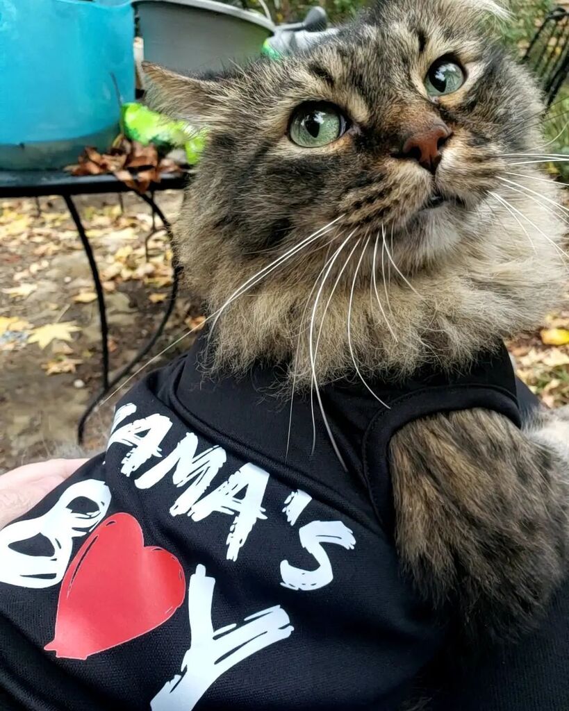 KitNipBox's tweet photo. Does anyone else have a mama's boy? 🙋🏻‍♀️ #CatMom #KitNipBox 

[via Instagram | @mkmr.kitty] https://t.co/DwTpqCDSKm https://t.co/3RjH494TBQ