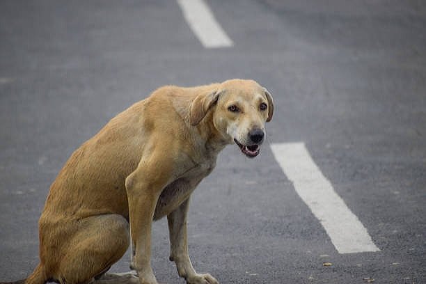 Además del acto ruin que se está cometiendo al abandonar a un animal en la cerretera, se está poniendo en juego la vida de otras personas. #NoLoAbandones