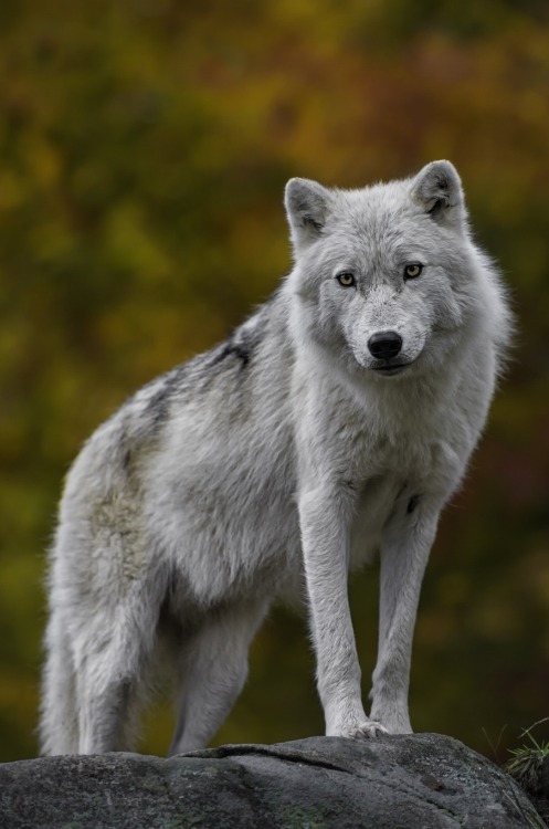 HourlyWolves presents: