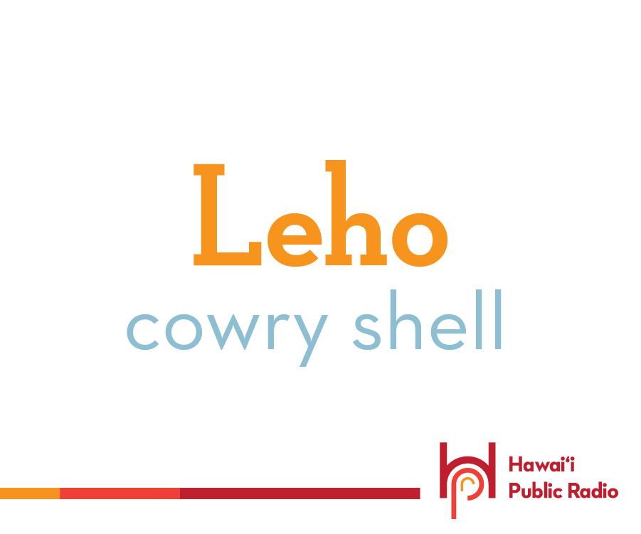 Our Hawaiian word for today is leho for cowry shell. It is a very generic term for the cowry. Leho can be modified by adding other words to make the name specific for each of the many types of cowry, but leho will always work. #leho #cowryShell l8r.it/uxIL