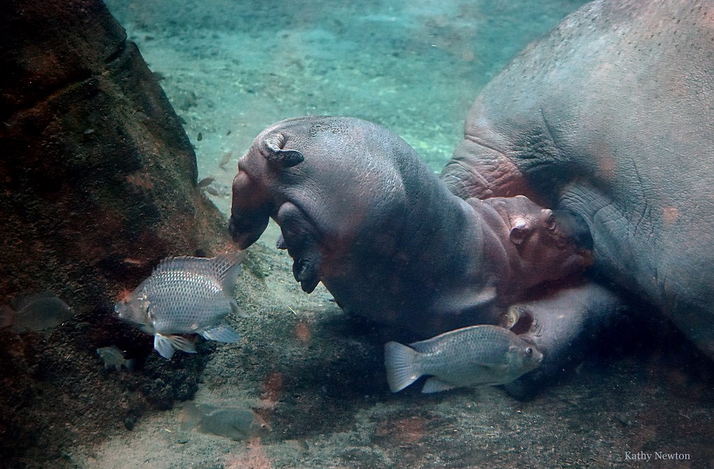 Fritz is still nursing &amp; could continue for another couple of months! Hippo calves nurse about 8-12 months. He is nursing less often &amp; has been very interested in produce for months now &amp; eating it any chance he gets. Fritz really likes grain and currently gets about 1.4 lbs/day!