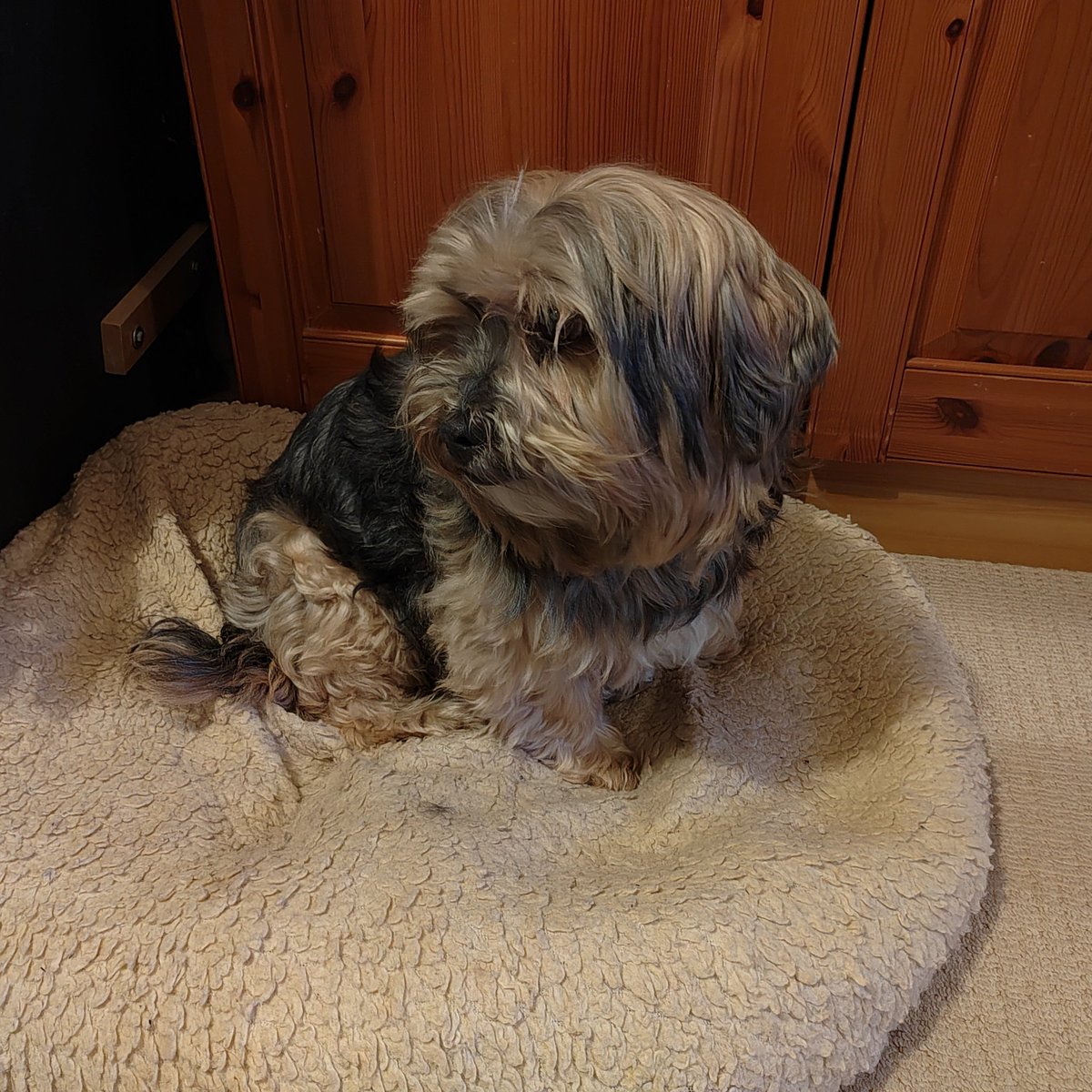 Ian Boddison tweet media