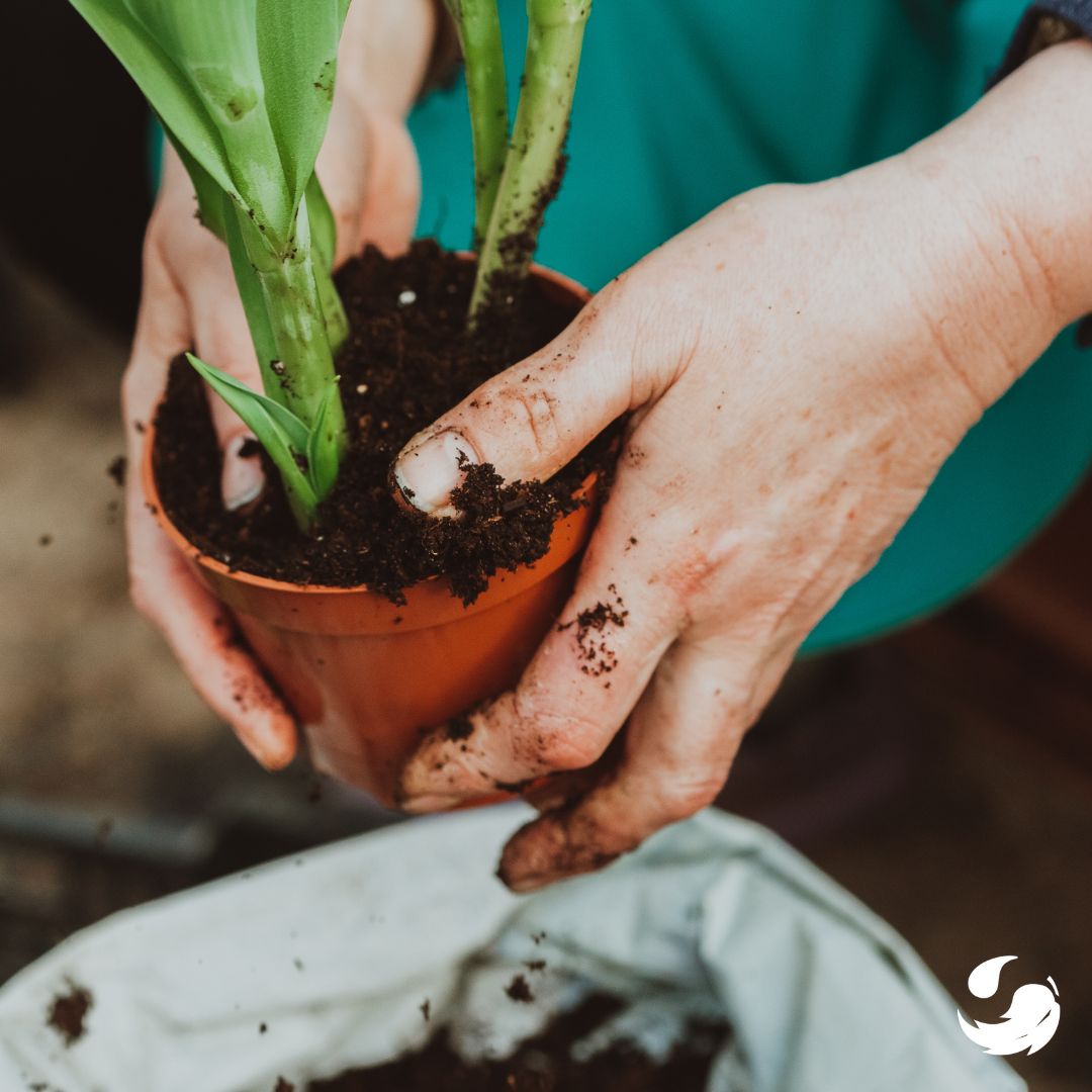 FabricRestore's tweet image. Spring is upon us and we’re planting seeds of sustainability.   

ow.ly/aEu650NkGqG

#GreenEarth #GreenLiving #GreenLaundry