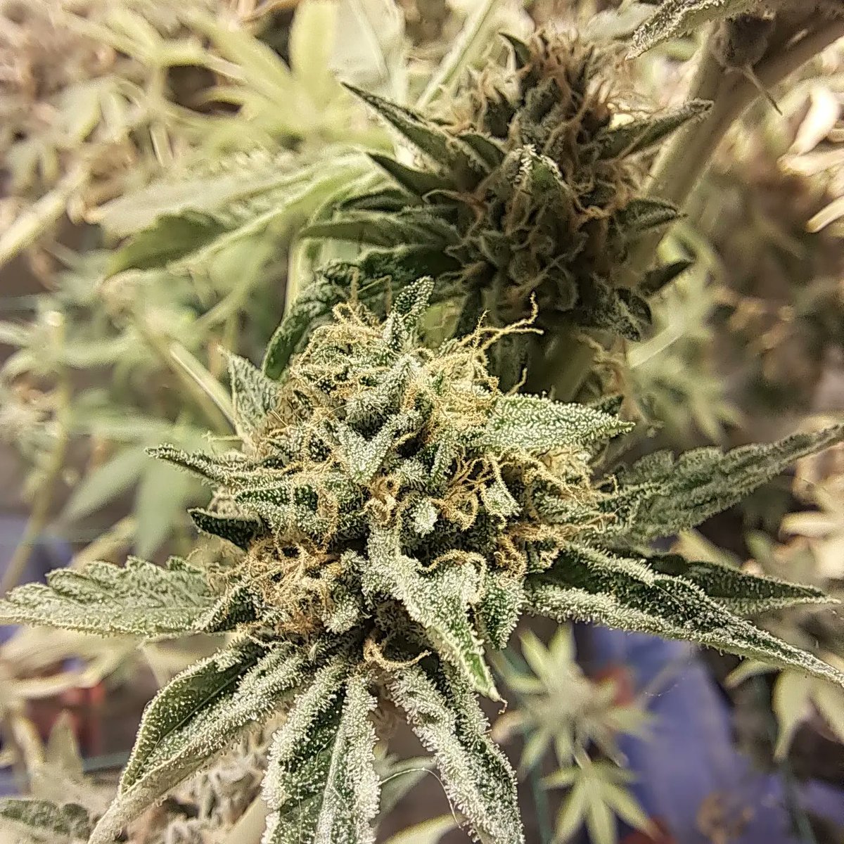 candycanadian's tweet photo. I appreciate growing my own #cannabis . It's exciting that we live in a time where we can openly discuss such an amazing plant! I've learned so much,and still absorb knowledge daily. #diycannabis #diynutrients #homegrown #personaluse #personalstash #amateurgrow #homegrowncanna https://t.co/ec9QCJy4FI